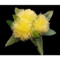 ハワイアンヘアクリップ オヒアレフアヘアクリップ Mサイズ イエロー