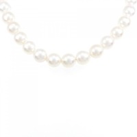 【新品】シルバークラスプ アコヤパール ネックレス 7.5-8mm