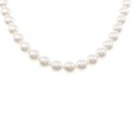 シルバークラスプ アコヤパール ネックレス 8-8.5mm