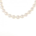 シルバークラスプ アコヤパール ネックレス 8-8.5mm