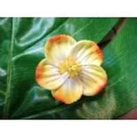 ◆ハワイより入荷しました◆フラダンス・ウエディングに◆　ハイビスカス髪飾り　ヘアクリップ　ミニサイズ