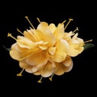 ハワイアンヘアクリップ カヒリジンジャーヘアクリップ