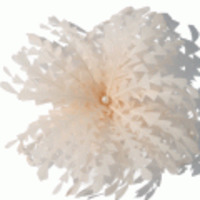 ブランド-Jane Tranヘアアクセサリー◆パステルフェザー＆パールピン◆ペールピンク