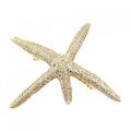 PLUIE HAIR ACCESSORIES