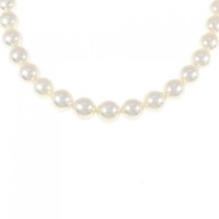 シルバークラスプ アコヤパール ネックレス 8-8.5mm