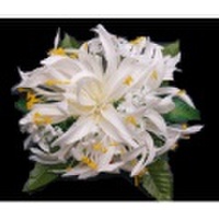 ハワイアンヘアクリップ スパイダーリリーヘアクリップ Mサイズ ホワイト