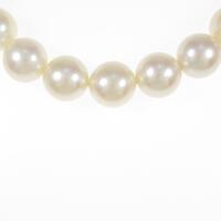 シルバークラスプ シロチョウパールネックレス