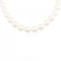 シルバークラスプ アコヤパール ネックレス 8-8.5mm