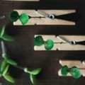 Laboratorium（ラボラトリウム） sprout pierce(スプラウト ピアス） （ピアス／アクセサリー／グリーン／ギフト