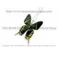 【ネクロマンス NECROMANCE】リアルバタフライウィングネックレス Real Butterfly Wing Necklace ＜ウラニアツバメガ＞ 蝶々 羽