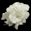 ハワイアンヘアクリップ ゴージャスオーキッドヘアクリップ XLサイズ ホワイト