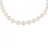 シルバークラスプ アコヤパール ネックレス 7-7.5mm