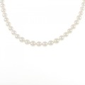シルバークラスプ アコヤパール ネックレス 5-5.5mm