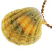 サンライズシェル ハワイの大自然が作り出した希少なサンライズシェルネックレス