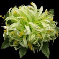 ハワイアンヘアクリップ スパイダーリリーヘアクリップ Lサイズ グリーン