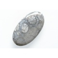 フォッシルコーラル（ペトリファイドコーラル）【32】天然石ルース・カボション　（44.5×25mm）