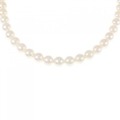 シルバークラスプ アコヤパール ネックレス 6-6.5mm