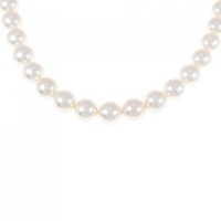 シルバークラスプ アコヤパール ネックレス 7.5-8mm