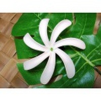 ◆ハワイより入荷しました◆フラ・タヒチアン◆　ティアレ髪飾り　クリップ