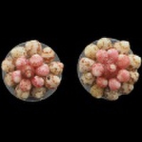 ニイハウシェル 本格ニイハウシェルピアス