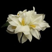 ハワイアンヘアクリップ オーキッドダブルヘアクリップ Lサイズ アイボリー