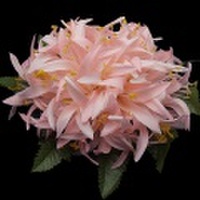 ハワイアンヘアクリップ スパイダーリリーヘアクリップ Lサイズ ピンク