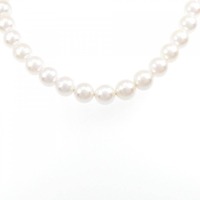 【新品】シルバークラスプ アコヤパール ネックレス 7-7.5mm