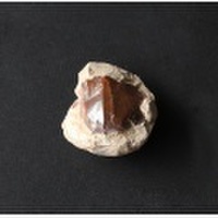 ツーソン2018！激安!貴重なノジュールオパールの原石 7 /10月 【天然石・パワーストーン】