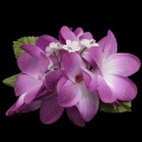 ハワイアンヘアクリップ　プルメリアヘアクリップ　パープル/ホワイト