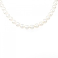 シルバークラスプ アコヤパール ネックレス 6.5-7mm