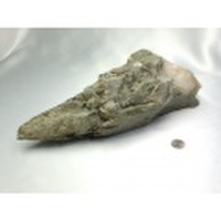 CC01333　【超稀少】　ネパール　ガネーシュヒマール産　ヒマラヤ水晶／クローライト　４９５０ｇ