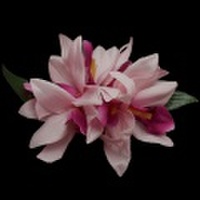 ハワイアンヘアクリップ オーキッドダブルヘアクリップ Lサイズ ピンク