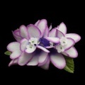 ハワイアンヘアクリップ　プルメリアヘアクリップ　パープルホワイト