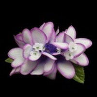 ハワイアンヘアクリップ　プルメリアヘアクリップ　パープルホワイト