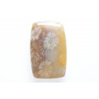 フォッシルコーラル（ペトリファイドコーラル）【24】天然石ルース・カボション　（34.5×21.5mm）