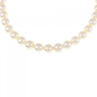 シルバークラスプ アコヤパール ネックレス 7-7.5mm