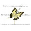 【ネクロマンス NECROMANCE】リアルバタフライウィングネックレス Real Butterfly Wing Necklace ＜ドリカオンオナガタイマイ＞ 蝶々 羽
