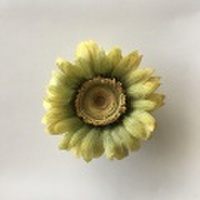 ひまわりのコーム