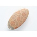 フォッシルコーラル（ペトリファイドコーラル）【38】天然石ルース・カボション　（39.5×20.5mm）